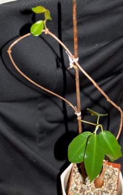 Petopentia 011yy.jpg