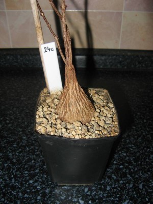 Petopentia natalensis - Februar 2013.JPG