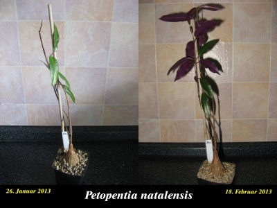 Petopentia natalensis - Januar-Februar 2013.jpg