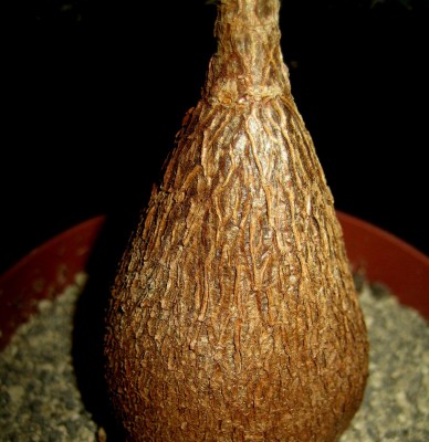 und König-Dickbauch....jpg