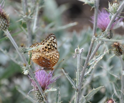 Schmetterling_USA_2.jpg