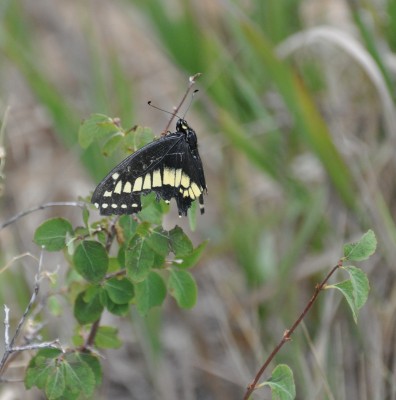 Schmetterling_USA.jpg