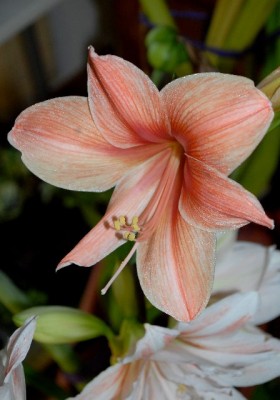 Amaryllis2012 358yy.jpg
