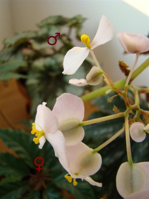 Begonia carolineifolia_Blüten m+w.JPG