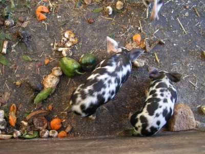 schwein2.jpg