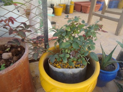 DSC04773 (800x600).jpg