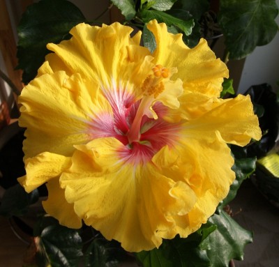 Heaven_Scent_2013_1.JPG