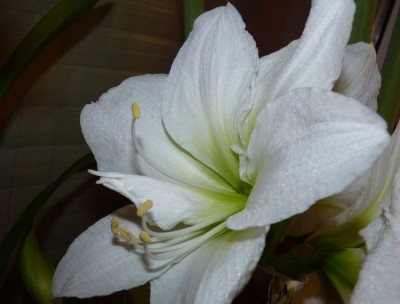 Hippeastrum weiss.jpg