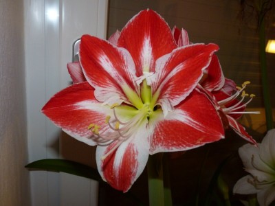 Hippeastrum rot-weiss.jpg