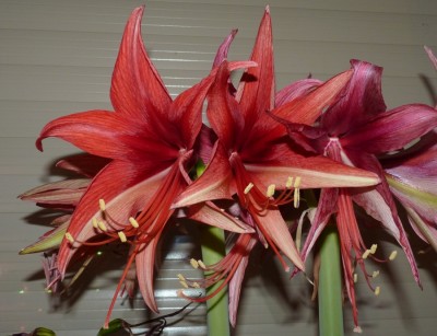 Hippeastrum Ruby Meyer.jpg