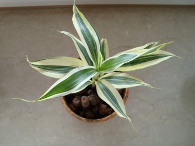 Dracaena (2).JPG