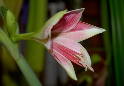 Amaryllis2012 361yy.jpg