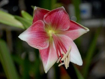 Amaryllis2012 360yy.jpg