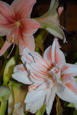 Amaryllis2012 364yy.jpg