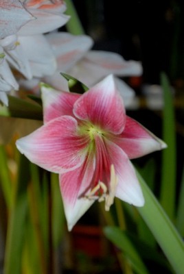 Amaryllis2012 363yy.jpg