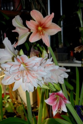 Amaryllis2012 362yy.jpg