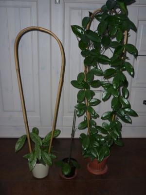 pubicalyx silver splash,motoskei.JPG