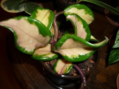 carnosa grün-weiß-rot.JPG