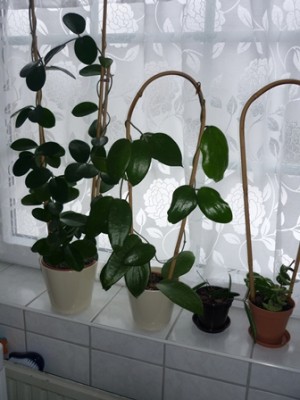 ausralis, cinnamomifolia var. purpureofusca.JPG