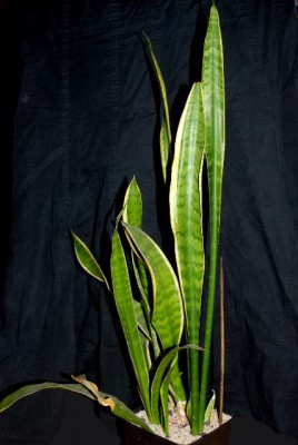 Sansevieria 008yy.jpg