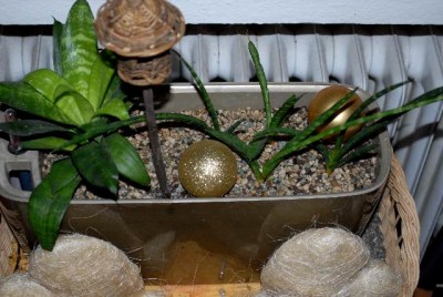 Sansevieria 006yy.jpg