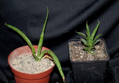 Sansevieria 004yy.jpg