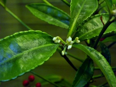 Ardisia crenata schiebt Blüten.jpg
