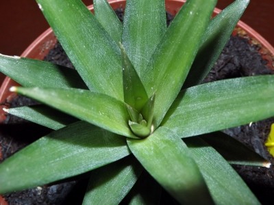 Ananas aus Januar 13.jpg