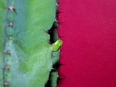 Euphorbia quadrilata Neutrieb.jpg