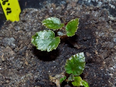 Begonia Rex corallina Babies.jpg