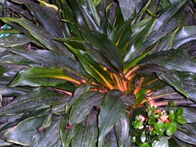 PICT0164.JPG