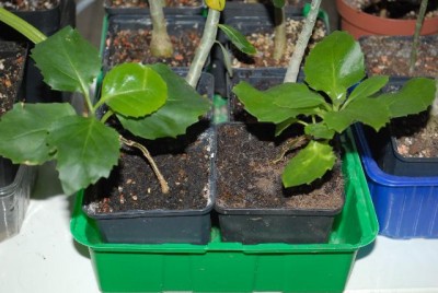 Dermatobotrys 003yy.jpg