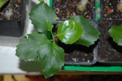 Dermatobotrys 001yy.jpg