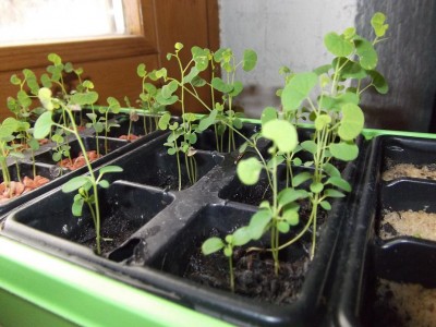 DSCF2987.JPG