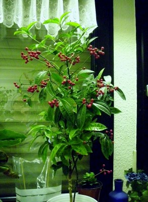 Ardisia crenata Spitzblume (588x800).jpg