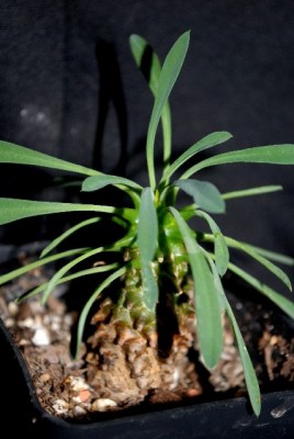 Euphorbia13 004yy.jpg