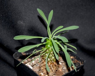 Euphorbia13 003yy.jpg