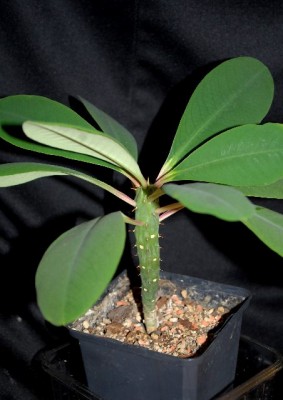 Euphorbia13 002yy.jpg