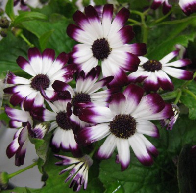 violettweiß.jpg