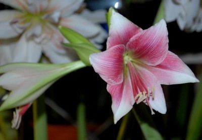 Amaryllis2012 370yy.jpg