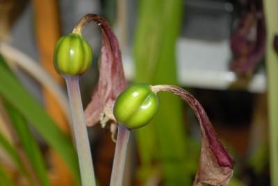 Amaryllis2012 368yy.jpg