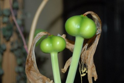 Amaryllis2012 367yy.jpg