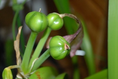 Amaryllis2012 366yy.jpg