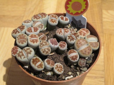 Lithops.jpg
