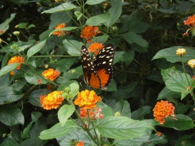 Heliconius ismenius - 002 (640x479).jpg