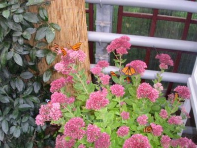 PICT0094.JPG