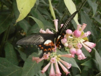 Papilio anchisiades - 004 (640x480).jpg