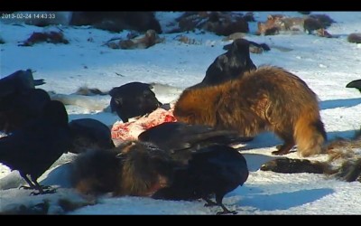 Unbekannter Gast.jpg