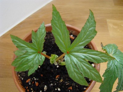 Begonia gardneri_3.JPG