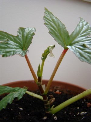 Begonia gardneri_2.JPG